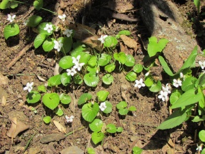 violets