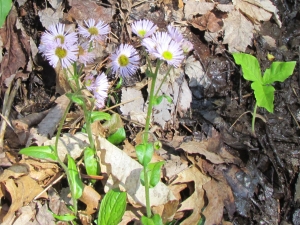 asters