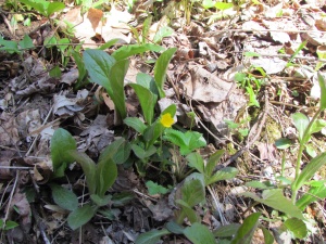 common cinquefoil