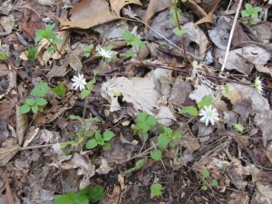 chickweed