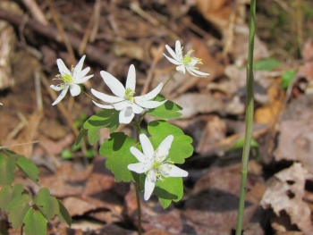 rue anemone