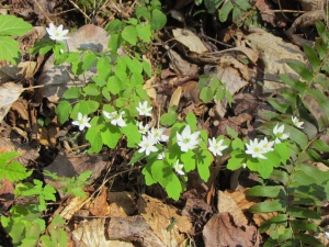 rue anemone