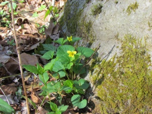 yellow violet