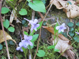 violets