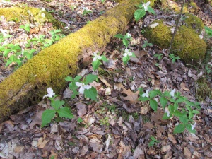 white trillium