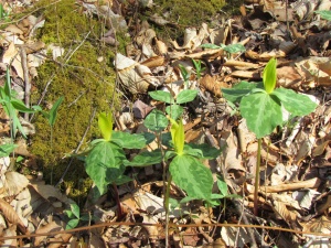 yellow trillium