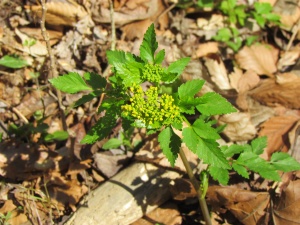 Meadow parsnip