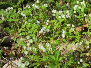 Fringed Phacelia