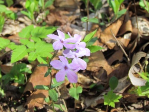 phlox