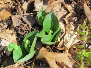 showy orchis