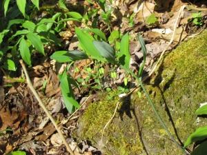 Solomon's seal