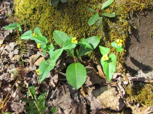 yellow violet