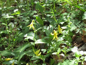 trout lily