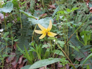 trout lily