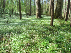Fringed phacelia in the woods