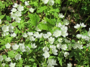 fringed phacelia close up