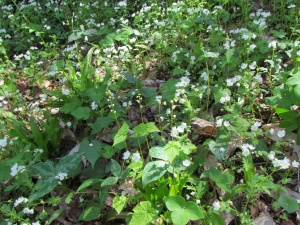 bishop's cap