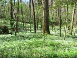 phacelia field