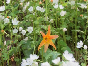 beaked trout lily