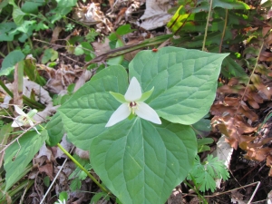 white trillium - red bug