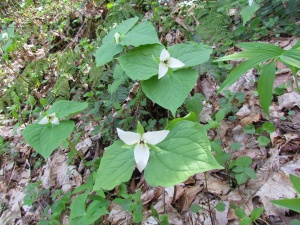 White trillium