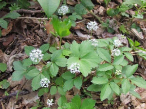 dwarf ginseng