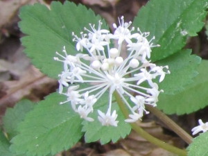 dwarf ginseng blossom