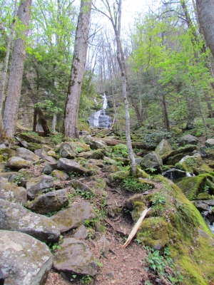 fern branch falls