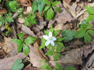 wood anemone