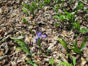 dwarf iris