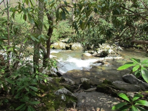 shady creek