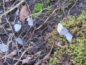 blue butterflies