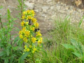 Bees on goldenrod