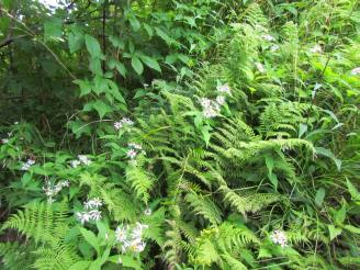 ferns