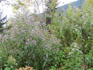 blue asters