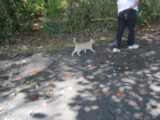 kitty following Carolyn