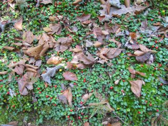 red berries