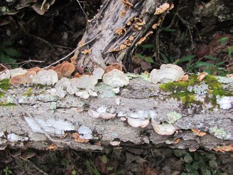 lichens