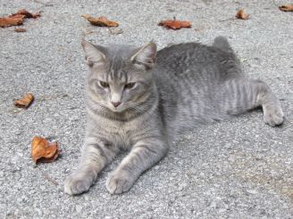 gray cat