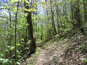 Buck Spring Trail in early spring