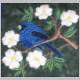 indigo bunting