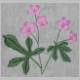 wild geranium