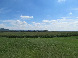 corn field