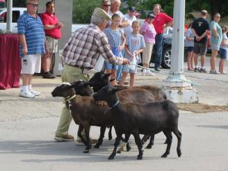 goats in parade