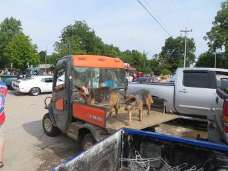 dogs in truck