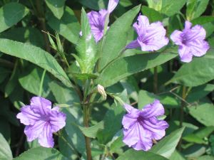 purple flowers in Louisiana