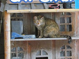 cat at Cat Shack