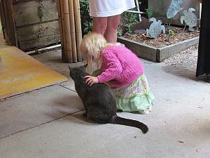 Little girl petting cat