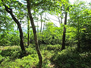 trees