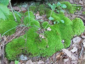 moss and leaves